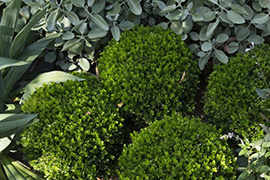 现代别墅花园设计