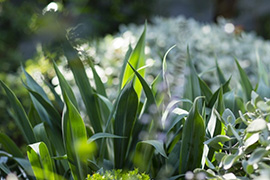 现代别墅花园设计