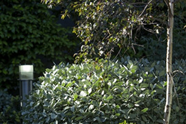 现代别墅花园设计