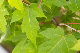 现代别墅花园设计