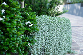 现代别墅花园设计