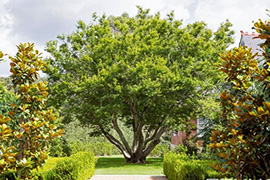 现代别墅花园设计